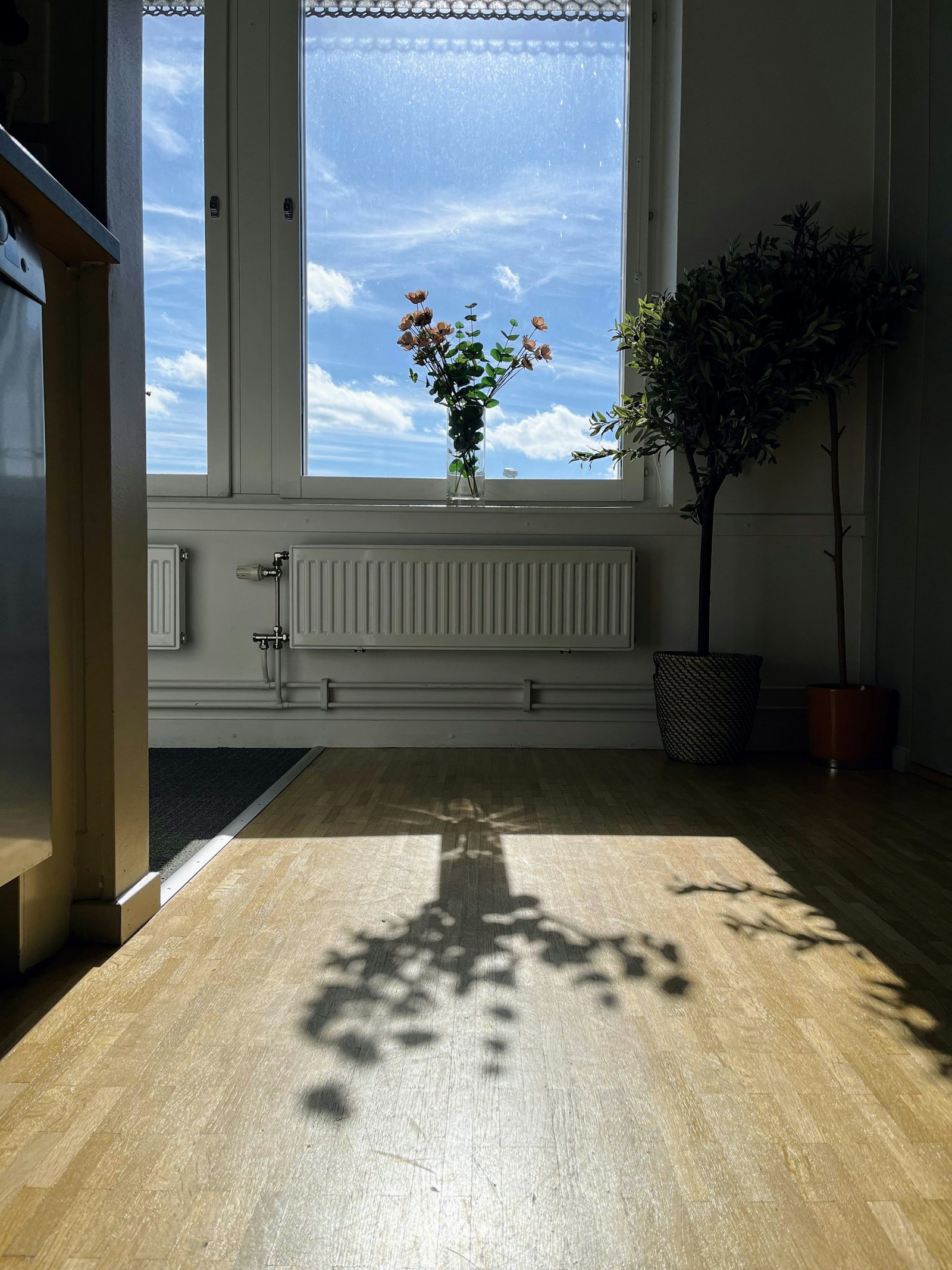 Sunlight casting tree shadow on wooden floor